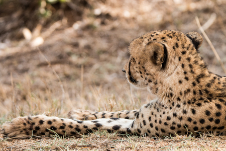 Back of a Cheetah in the Kruger National Park, South Africa.の写真素材