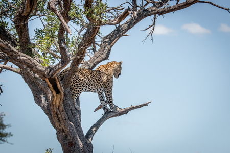 Leopard on the look out in a tree in the Kruger National Park, South Africa.の写真素材