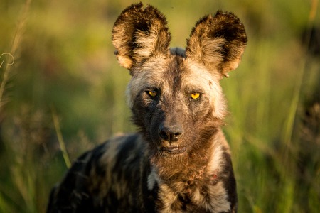 African wild dog starring in the golden light in the Kruger National Park, South Africa.の写真素材