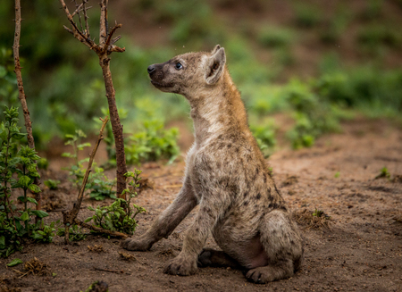Spotted hyena cub side profile in the Kruger National Park, South Africa.の写真素材
