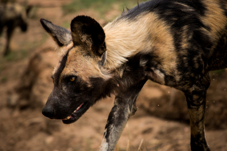 African wild dog in the Kruger National Park, South Africa,の写真素材
