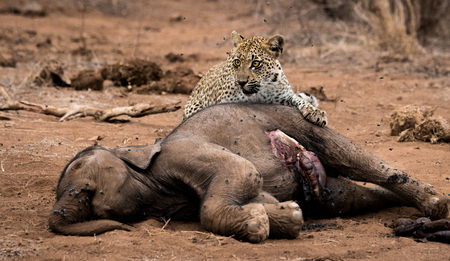 Leopard feeding on a baby Elephant carcass in the Kruger National Park, South Africa.の写真素材