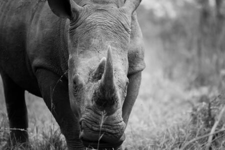 White rhino starring in black and white in the Kruger National Park, South Africa.の写真素材