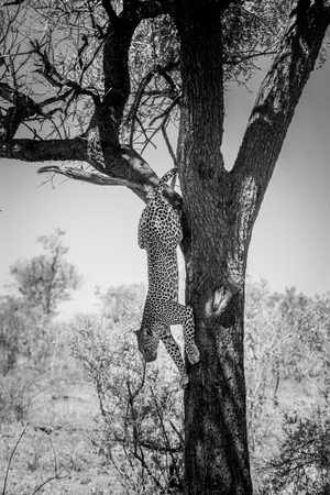 Leopard climbing out of a tree in black and white in the Kruger National Park, South Africa.の写真素材