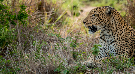 Leopard laying in the grass in the Kruger National Park, South Africa.の写真素材