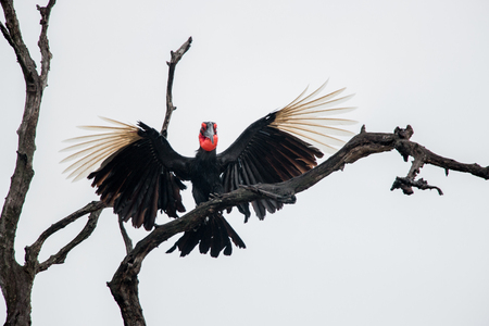 Southern ground hornbill stretching his wings in the Kruger National Park, South Africa.の写真素材