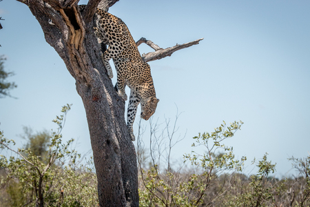 Leopard climbing out of a tree in the Kruger National Park, South Africa.の写真素材