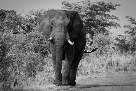 African Elephant walking towards the camera in black and white in the Kruger National Park, South Africa.の写真素材
