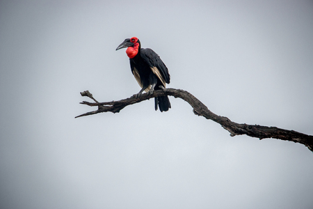 Southern ground hornbill on a branch in the Kruger National Park, South Africa.の写真素材