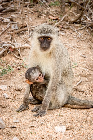 Vervet monkey mother with a baby in the Kruger National Park, South Africa.の写真素材