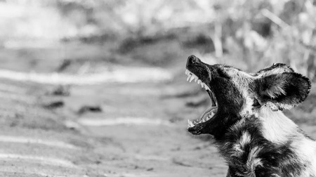 Yawning African wild dog in black and white in the Kruger National Park, South Africa.の写真素材
