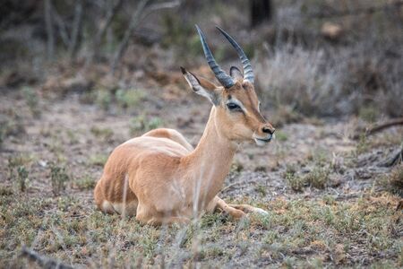 Laying Impala in the Kruger National Park, South Africa.の写真素材