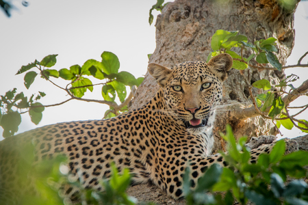 Leopard laying in a tree in the Kruger National Park, South Africa.の写真素材