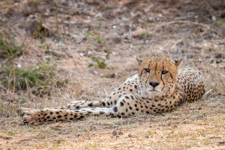 Laying Cheetah in the Kruger National Park, South Africa.の写真素材