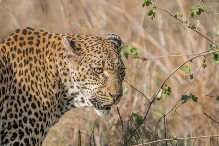 Side profile of a Leopard in the Kruger National Park, South Africa.の写真素材
