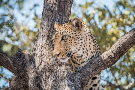 Leopard in a tree in the Kruger National Park, South Africa.の写真素材