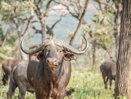 Starring Buffalo in the Kruger National Park, South Africa.の写真素材