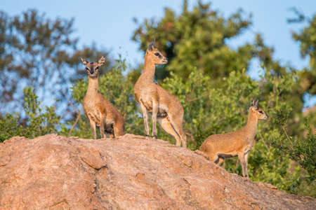 Three Klipspringers on the rocks in the Kruger National Park, South Africa.の写真素材