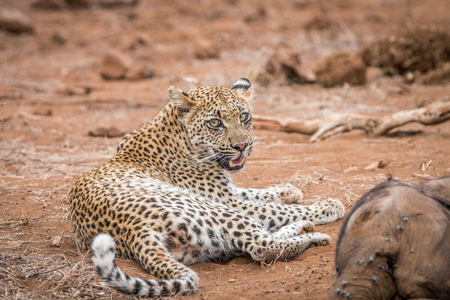 Leopard laying next to a baby Elephant carcass in the Kruger National Park, South Africa.の写真素材