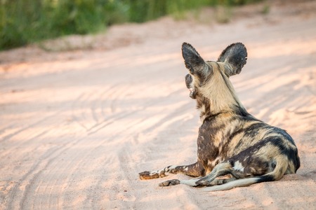 African wild dog laying in the sand in the Kruger National Park, South Africa.の写真素材