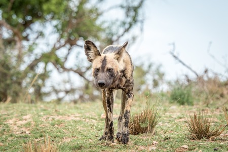 African wild dog walking towards the camera in the Kruger National Park, South Africa.の写真素材