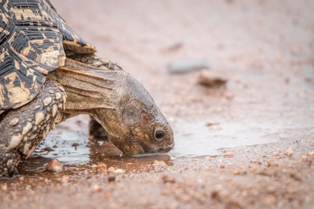 Drinking Leopard tortoise in the Kruger National Park, South Africa.の写真素材