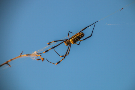 Female golden orb spider in a web in the Selati Game Reserve, South Africa.の写真素材