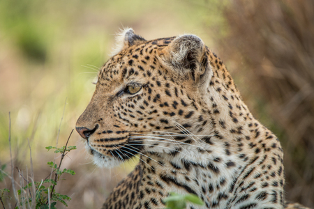 Side profile of a Leopard in the Kruger National Park, South Africa.の写真素材