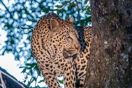 Leopard in a tree in the Sabi Sands, South Africa.の写真素材