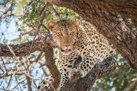 Leopard in a tree in the Kruger National Park, South Africa.の写真素材