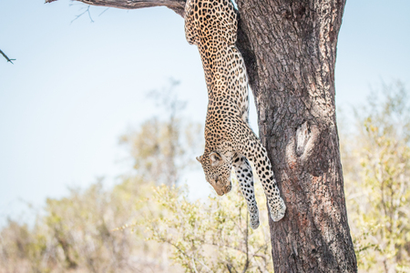 Leopard in a tree in the Kruger National Park, South Africa.の写真素材