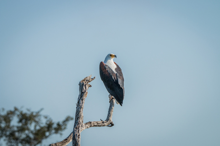 African fish eagle on a branch in the Kruger National Park, South Africa.の写真素材