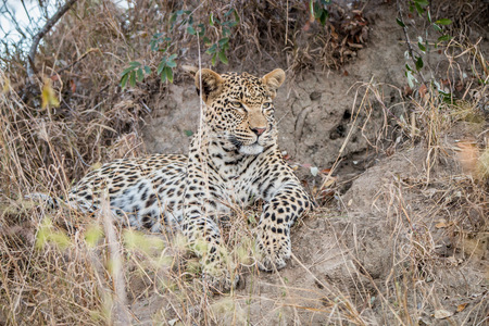 Starring Leopard in the Sabi Sands, South Africaの写真素材