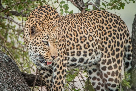 Leopard in a tree in the Kruger National Park, South Africa.の写真素材