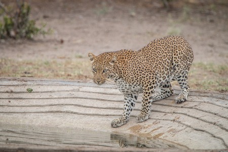 Leopard at a waterhole in the Kruger National Park, South Africa.の写真素材