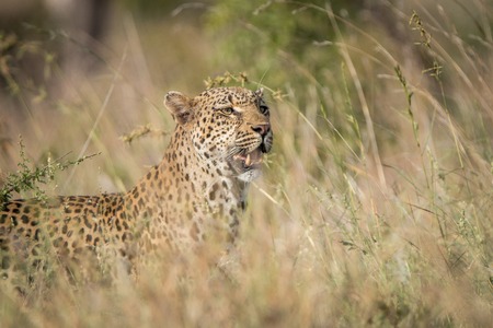 Leopard in the grass in the Kruger National Park, South Africa.の写真素材
