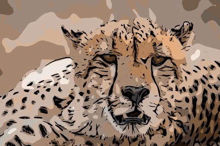 Vector of a starring Cheetah in the Kruger National Park, South Africa.の写真素材