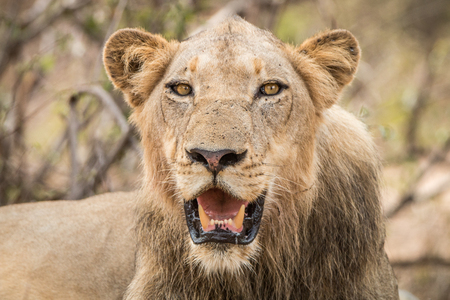 Starring Lion in the Kruger National Park, South Africa.の写真素材