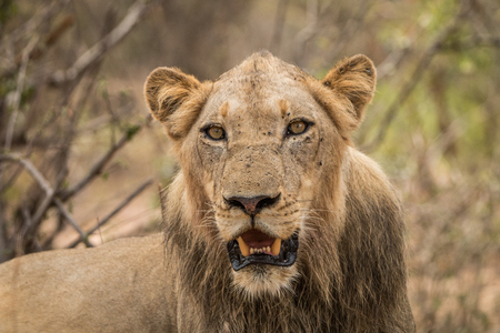 Starring Lion in the Kruger National Park, South Africa.の写真素材