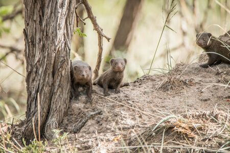 Three dwarf mongoose in the Kruger National Park, South Africa.の写真素材