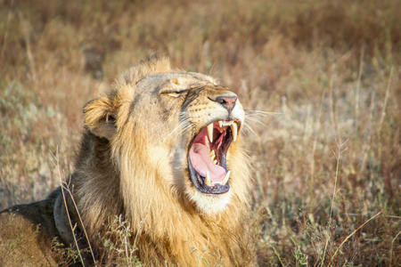 Yawning Lion in the Sabi Sands, South Africa.の写真素材