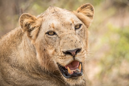 Starring Lion in the Kruger National Park, South Africa.の写真素材