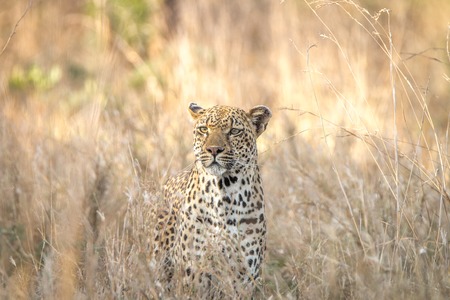 Leopard in the grass in the Kruger National Park, South Africa.の写真素材