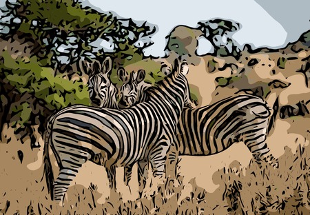 Vector of bonding Zebras in the Kruger National Park, South Africa.の写真素材