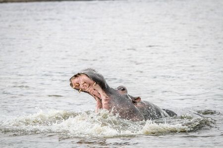 Yawning Hippo in the water in the Mkuze Game Reserve, South Africa.の写真素材