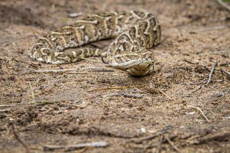 Puff adder on the ground, South Africa.の写真素材