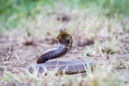 Snouted cobra on the ground, South Africa.の写真素材