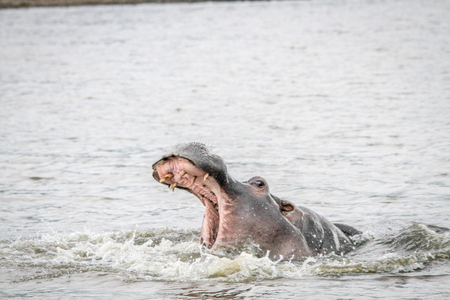 Yawning Hippo in the water in the Mkuze Game Reserve, South Africa.の写真素材