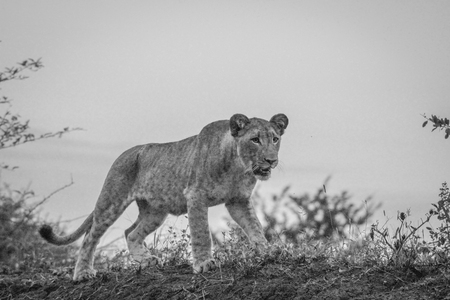 Walking Lion cub in black and white in the Mkuze Game reserve, South Africa.の写真素材
