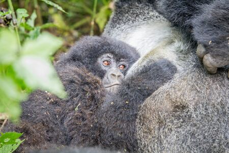 Baby Mountain gorilla in the Virunga National Park, Democratic Republic Of Congo.の写真素材